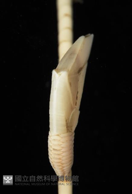 藤壺三角鎧茗荷藏品圖，第5張
