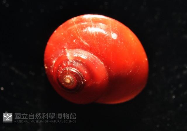 細雨蠑螺藏品圖，第5張
