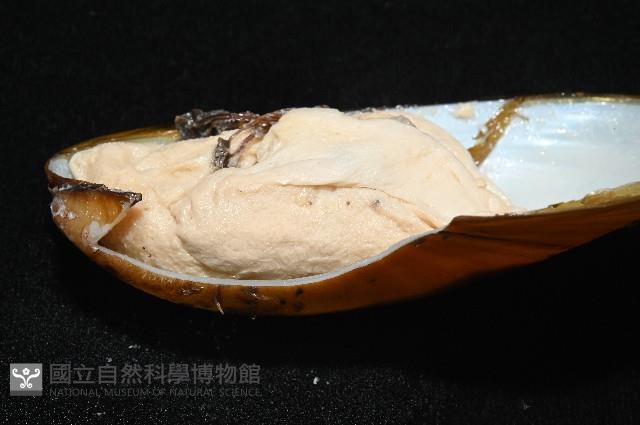 平端深海殼菜蛤藏品圖，第5張