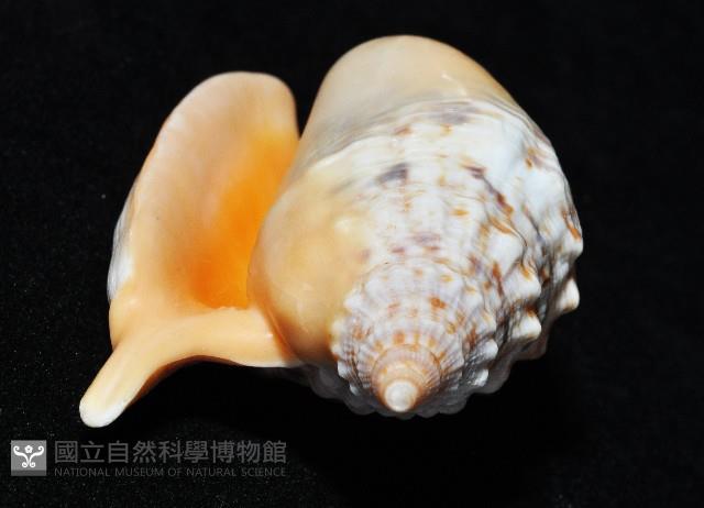 金袖鳳凰螺藏品圖，第5張