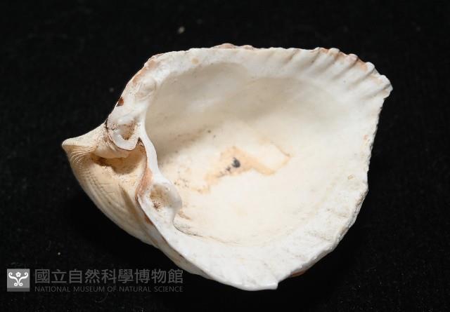 三角雞心蛤藏品圖，第5張