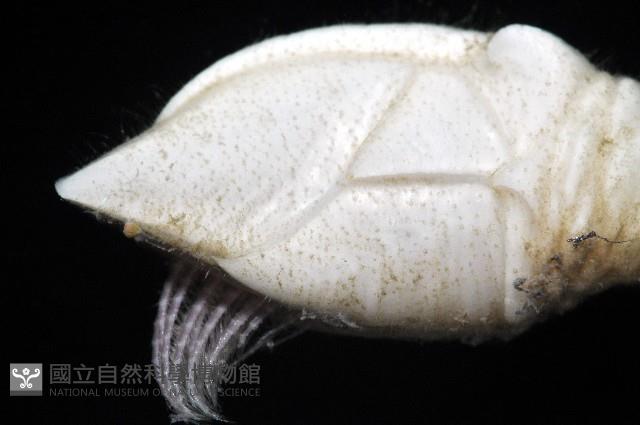 小甲小鎧茗荷藏品圖，第5張