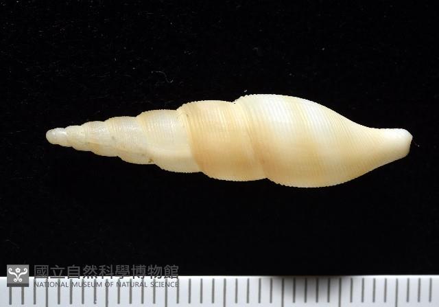 秉川布紋螺藏品圖，第5張