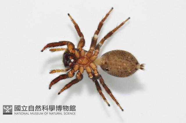安德遜蠅虎藏品圖，第5張