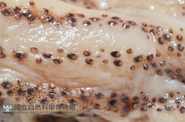 昆氏武裝魷藏品圖，第5張