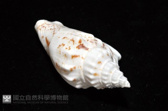 黑痣(變異)鳳凰螺藏品圖，第5張