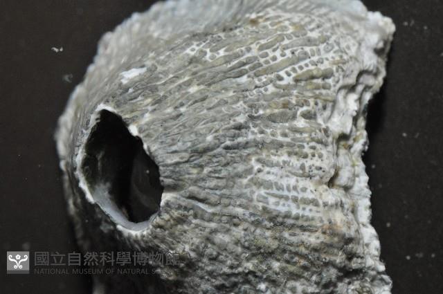 黑潮笠藤壺藏品圖，第5張