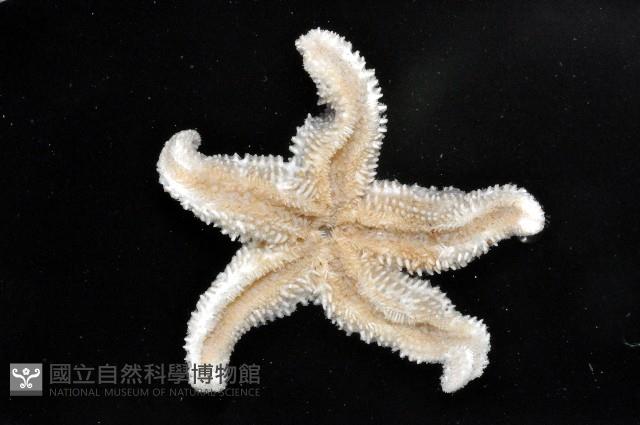 未知種海盤車藏品圖，第5張