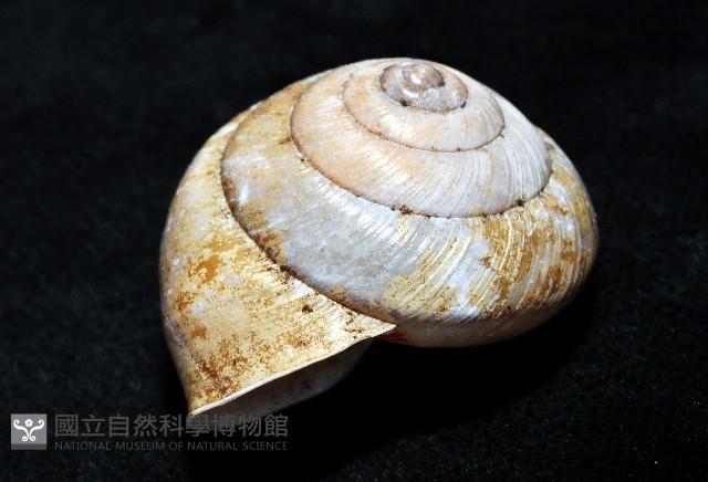 金崙栗蝸藏品圖，第5張