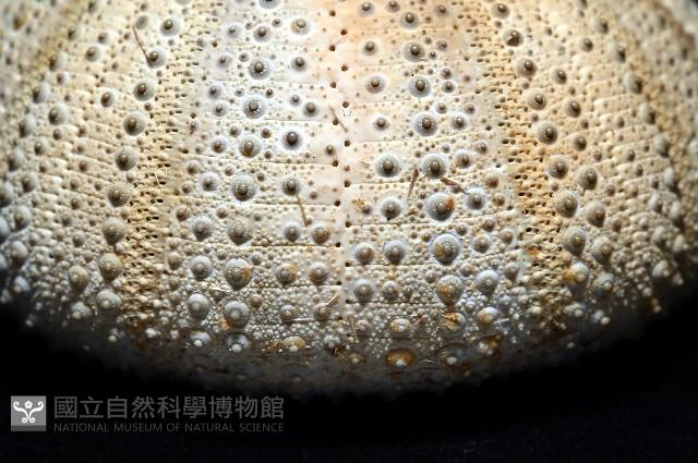 未知種角孔海膽藏品圖，第5張