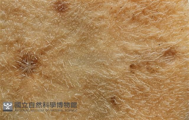 雷氏餅海膽藏品圖，第5張