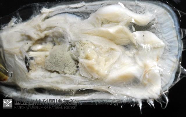 亞氏海豆芽藏品圖，第5張
