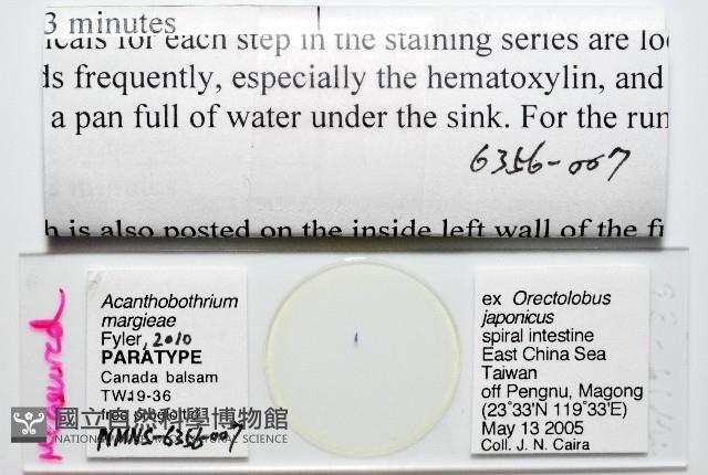 新種棘槽絛蟲藏品圖，第5張