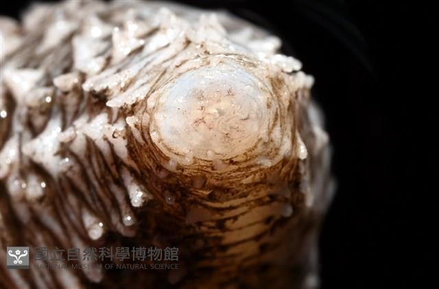 未知種尻參藏品圖，第5張
