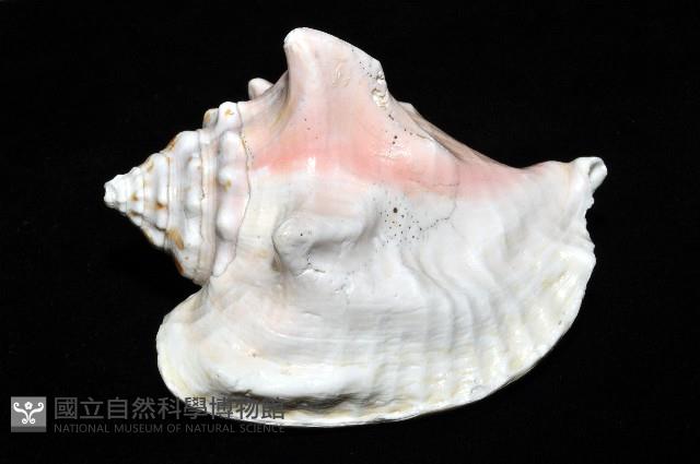 乳白鳳凰螺藏品圖，第5張