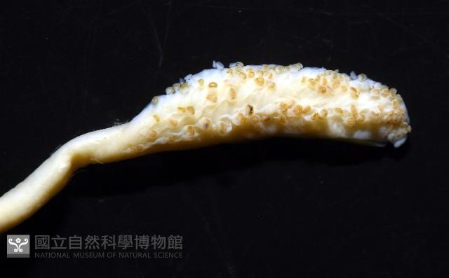 細腕(狹足)烏賊藏品圖，第5張