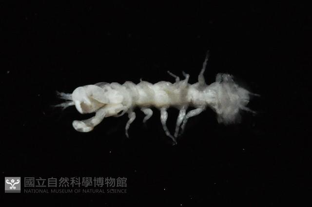 東界原足蟲藏品圖，第5張