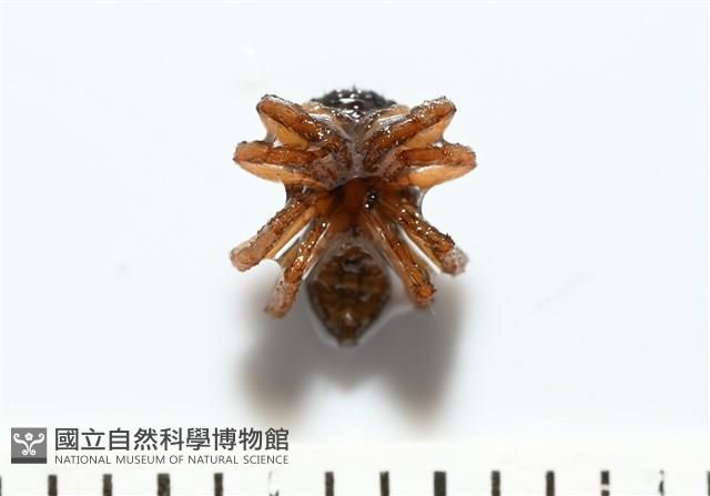 安德遜蠅虎藏品圖，第5張