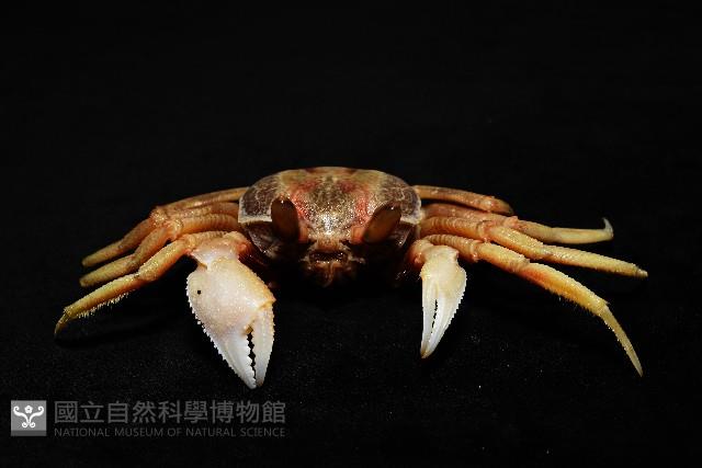 角眼沙蟹藏品圖，第5張