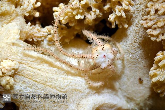 未知種實穗軟珊瑚藏品圖，第5張