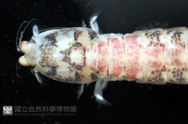 豹斑幼嫩蝦蛄藏品圖，第5張