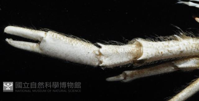 臺灣仿刺鎧蝦藏品圖，第5張