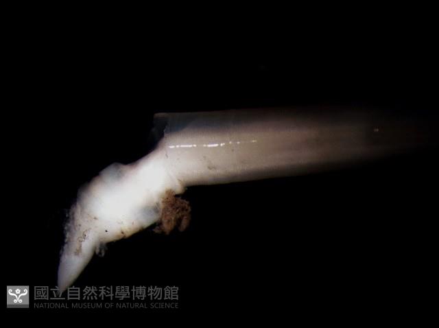 未知種象牙貝藏品圖，第5張