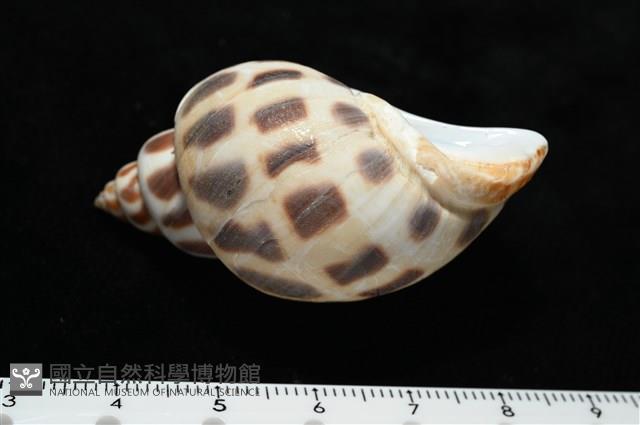 開氏鳳螺藏品圖，第5張