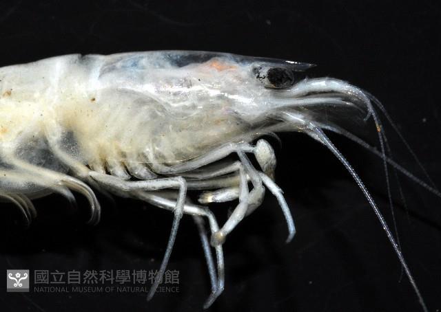 西表島新米蝦藏品圖，第5張