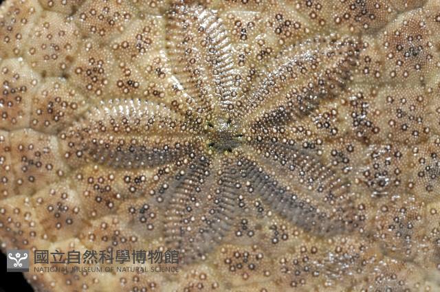 綠楯海膽藏品圖，第5張