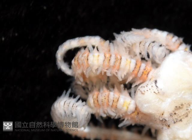錦疣蛇尾藏品圖，第5張