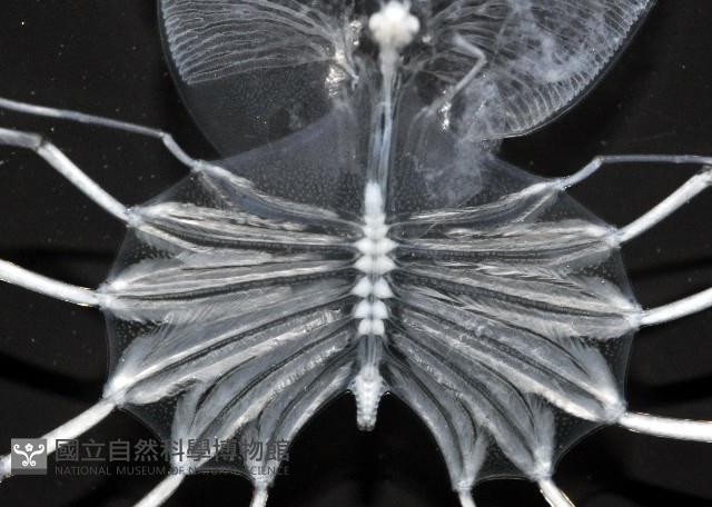 未知種礁岩扇蝦藏品圖，第5張