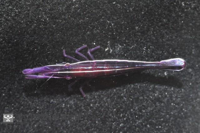 共棲蓋隱蝦(海膽針蝦)藏品圖，第5張