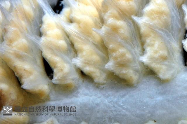 未知種棘海鰓藏品圖，第5張