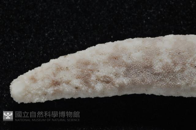 顆粒蛇海星藏品圖，第5張