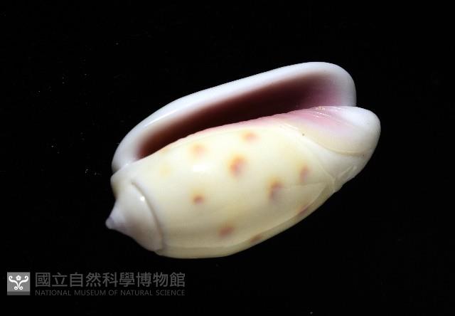 棋盤榧螺藏品圖，第5張