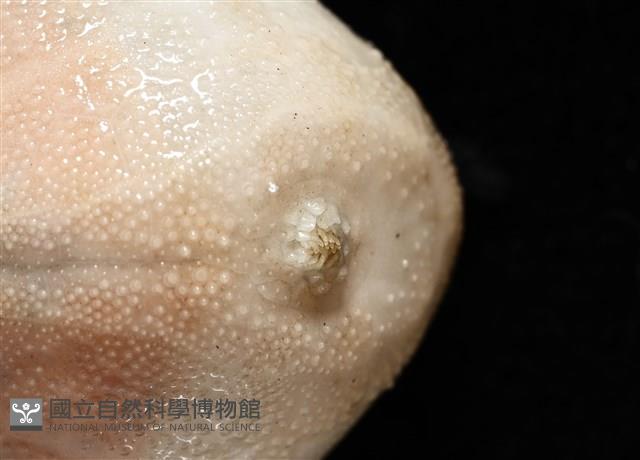 呂宋沐海壺藏品圖，第5張