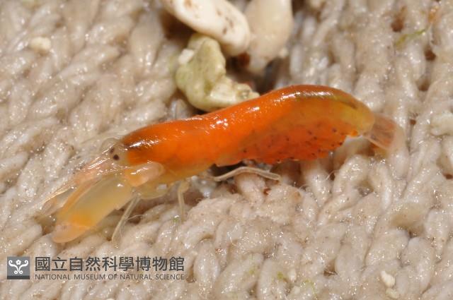 未知種槍蝦藏品圖，第5張