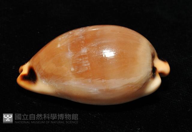 大四眼寶螺藏品圖，第5張