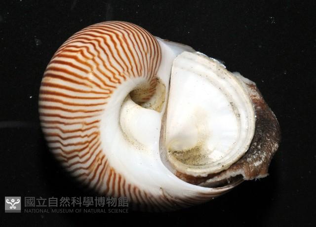細紋玉螺藏品圖，第5張