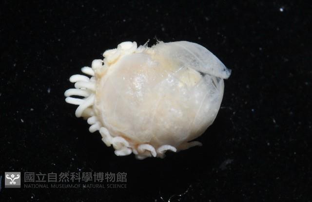 中華淺鰓虱藏品圖，第5張