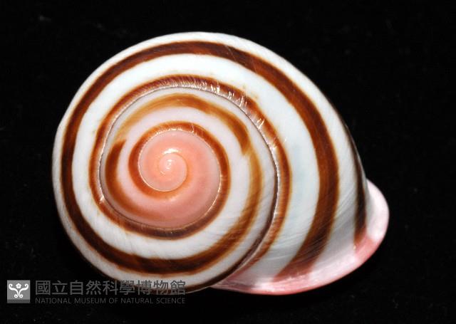 紅口紅蝸牛藏品圖，第5張
