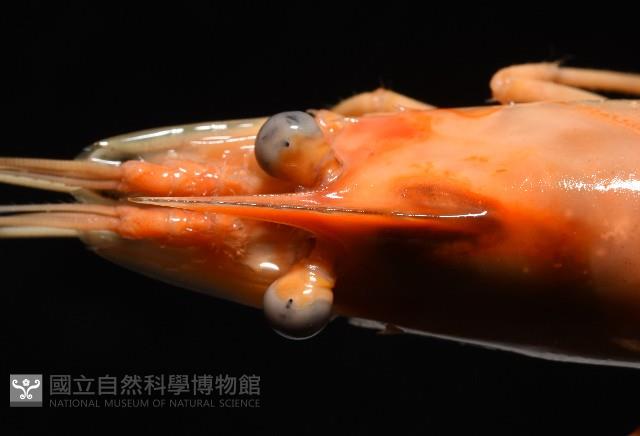 貪食沼蝦藏品圖，第5張
