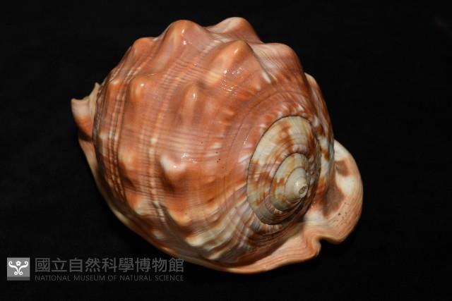 萬寶螺藏品圖，第5張