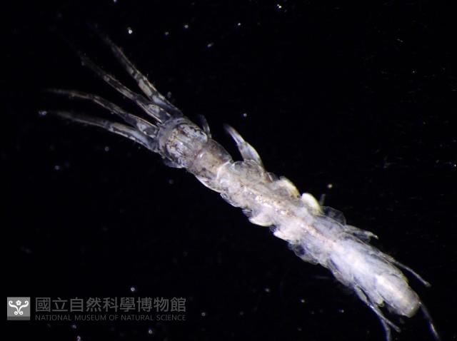 未知種蜾嬴蜚藏品圖，第5張