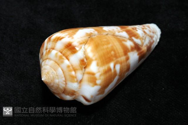 木下芋螺藏品圖，第5張