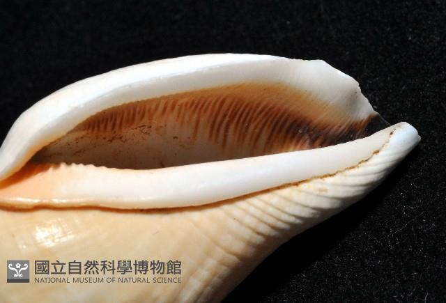 黑嘴鳳凰螺藏品圖，第5張