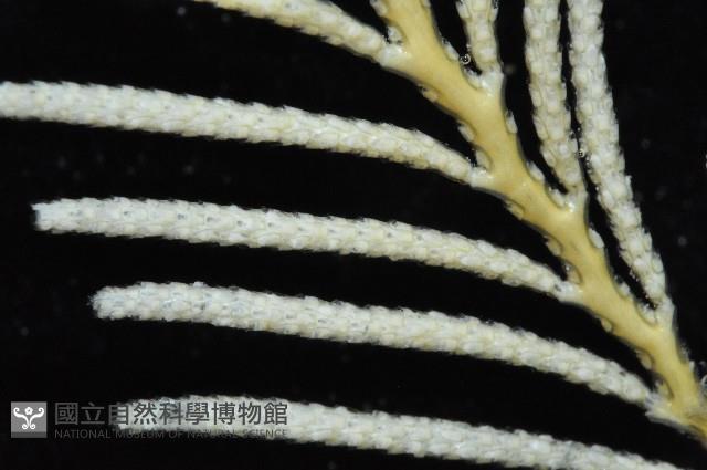 未知種苔蘚蟲藏品圖，第5張