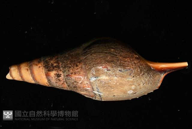 馬丁長鼻螺藏品圖，第5張