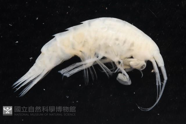 未知種深海鉤蝦藏品圖，第5張